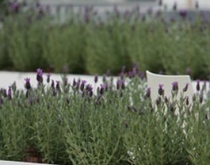 Rosemary was used as decoration all over the show grounds at the 2009 CDIO Rotterdam :: Photo © Astrid Appels