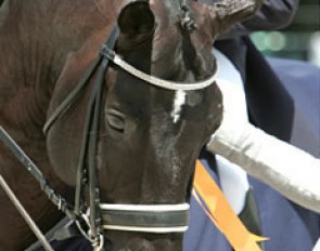 Totilas in the ribbons