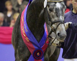 Fairbanks (by Flemmingh x Inselfurst), 2009 Oldenburg Licensing Champion :: Photo © Astrid Appels