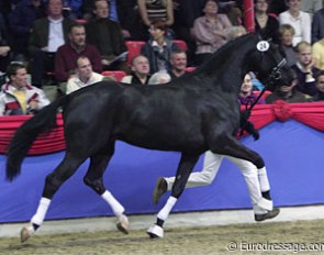 San Remo x Frenchman colt