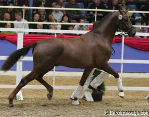 Sorento x Lapis Lazuli colt