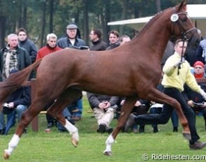 Fahrenheit (by Fidertanz x De Niro) at the 2009 Hanoverian Stallion Licensing :: Photo © Ridehesten.com