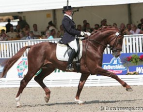 Five Belissimo M offspring competed in the 5-year old division!! Dominique Mohimont with the Belgian owned Celle Stallion Performance Test champion Belafonte (by Belissimo x Wendekreis)