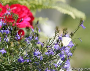 Beautiful flowers that even a butterfly enjoys
