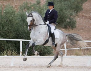 Cazurro II (by Pampero VII x Albero II) :: Photo © Top Iberian
