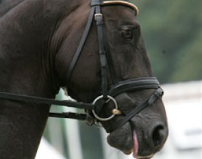 Scharmeur sticks his tongue out during the ride