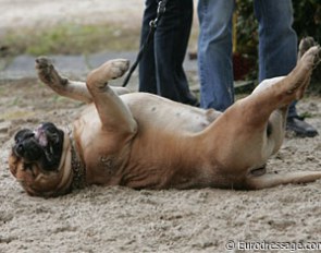 It's a dog's life!
