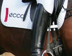 Ecco on a Danish saddle pad