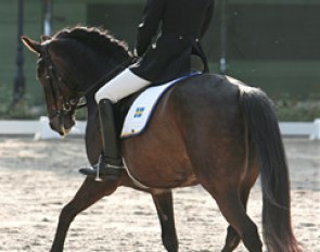 Swedish rider Amalia Egholm Hebsgaard on Extrem. This pony is the younger, full brother to Merrald's Centrum. They are both by the Danish warmblood stallion Robin