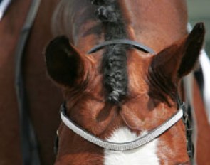 Nice braided mane, sparkling browband of....