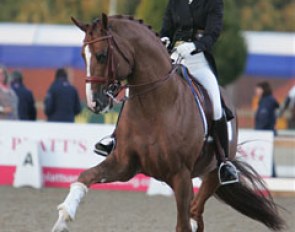 Minna Telde schooling Don Charly before the Grand Prix Kur at the 2009 European Championships