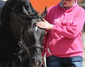 Totilas gets an occasional pat and head rub. The stallion is totally mellow.