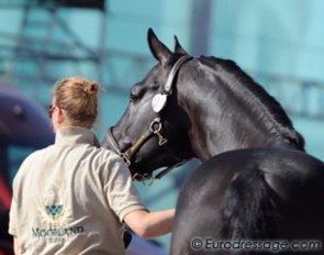 Totilas' groom takes his majesty for a stroll round the show grounds