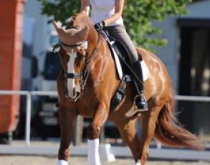 Laura Bechtolsheimer does some relaxing canter work on Mistral Hojris (by Michellino x Ibsen)