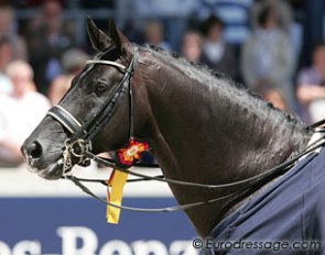 Totilas calm and collected during the prize giving ceremony on Sunday :: Photo © Astrid Appels