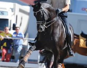 The 2010 CDIO Aachen was all about Totilas. The black pearl won all three CDIO classes. here you see Edward schooling him