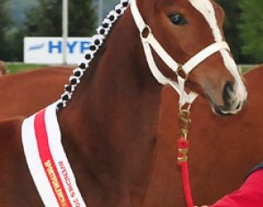 2010 Swiss Filly Champion Orla vom Loo (by Sir Donnerhall)