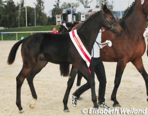 2010 Swiss Colt Champion Dressage: San Valentino (by San Amour)