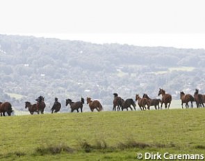 Herd of broodmares :: Photo © Dirk Caremans