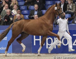 Charmeur at the 2010 KWPN Stallion Licening :: Photo © Dirk Caremans