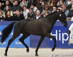 Charmeur (by Daddy Cool x Jazz) :: Photo © Dirk Caremans