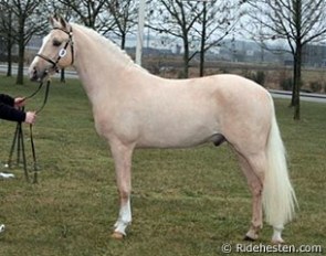 FS Concorde (by Champion de Luxe x Dornik B) :: Photo © Ridehesten.com