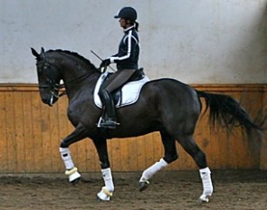 Akiko Yamazaki trying out Matrix. "It is nice to have a horse that was trained by someone my size," she told Eurodressage