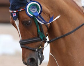 British pony with a European Championship Ribbon :: Photo © Astrid Appels