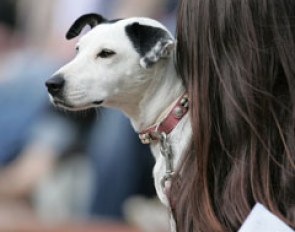 Dogs at the show