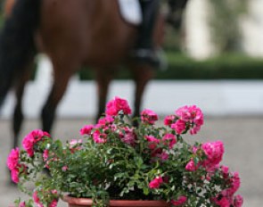Flowers everywhere at Schafhof, making this one of the prettiest venues ever to take photos of horses in competition!