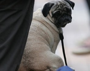 Pug