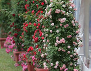 Roses everywhere at the Schafhof