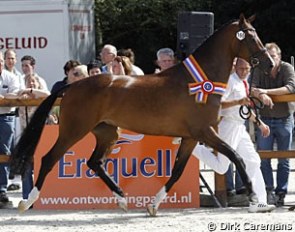 Crisjena, 2010 KWPN Mare Champion :: Photo © Dirk Caremans