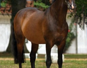 Caretino (by Caletto II x Metellus)
