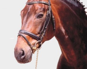 Dr Jackson (by Dream of Glory x Rubinstein)