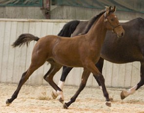 Classictop Lancelot, show jumping foal, who earned the top score across the disciplines and age groups for the 2010 Futurity Evaluations :: Photo © Craig Payne