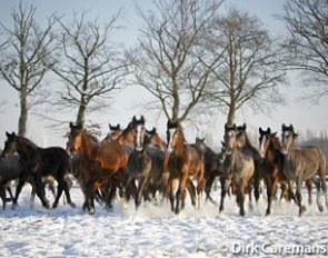 Herd in the snow :: Photo © Dirk Caremans