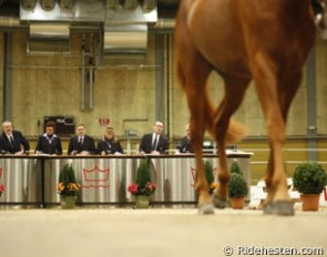 Colt presented on hard surface at the 2010 Danish Warmblood Stallion Licensing :: Photo © Ridehesten.com