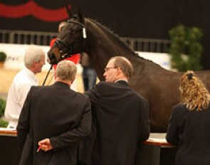 The Danish Warmblood stallion licensing in Herning