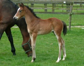Fennovanck PP (by Uphill x Munchhausen) as a foal in 2010