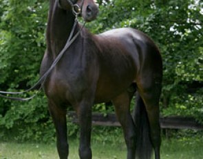 Lord Leatherdale has four colts through to the second phase of the 2012 KWPN Stallion Licensing