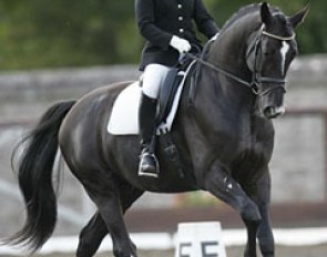 Anne Marie Dunphy on her Dutch warmblood Urbanus (by Ronaldo x Ferro x Belisar)