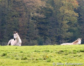 Horses are kept in a herd at Gut Rothenkircher Hof