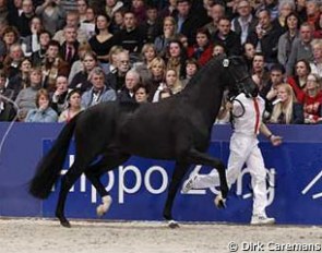 Chinook at the 2010 KWPN Stallion Licensing :: Photo © Dirk Caremans