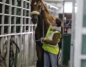 Warum Nicht FRH is patiently waiting for his turn. Isabell Werth's groom Anna Kleniuk joins him.