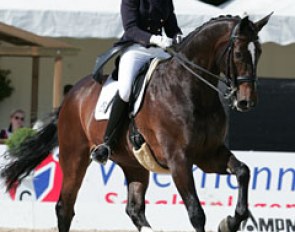 Blue Hors Stud rider Maria Andersen on Consequent. The gelding hasn't got the most modern conformation and a bit too much "roundness" in his gaits but this dark bay Danish warmblood has incredible cadence and rhythm.