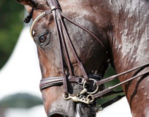 The 11-year old Dutch warmblood Silvano (by Rubinstein)