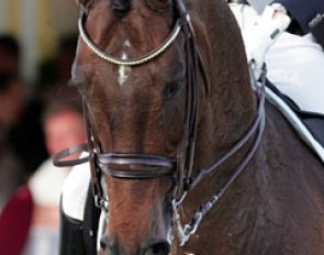 Lyndal Oatley's new Grand Prix horse Toy Story, a Swedish warmblood by Come Back II x Concorde