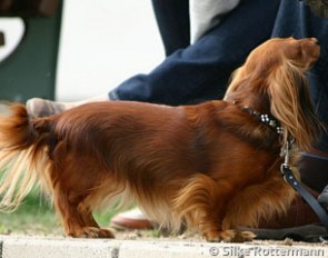 Dachshund