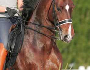 Noemie Goris' Hanoverian gelding Wunderbar NG (by Waikiki)